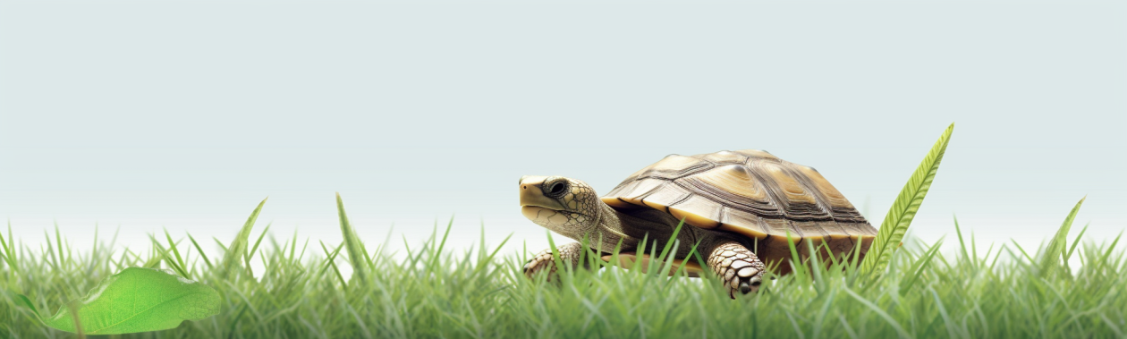 landschildkroete im gras